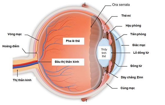 Bệnh võng mạc do tia xạ