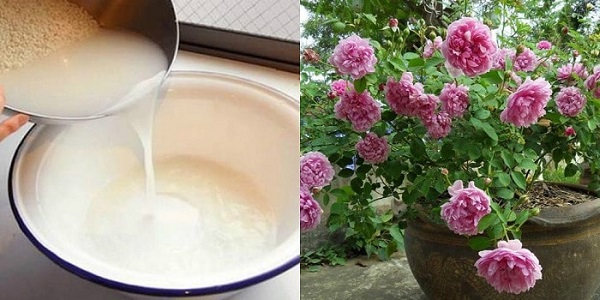 nuoc vo gao Giadinhvietnam (1)