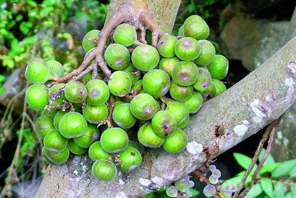Tác dụng của quả sung là gì? Ăn sung có bất lợi gì không? - 1