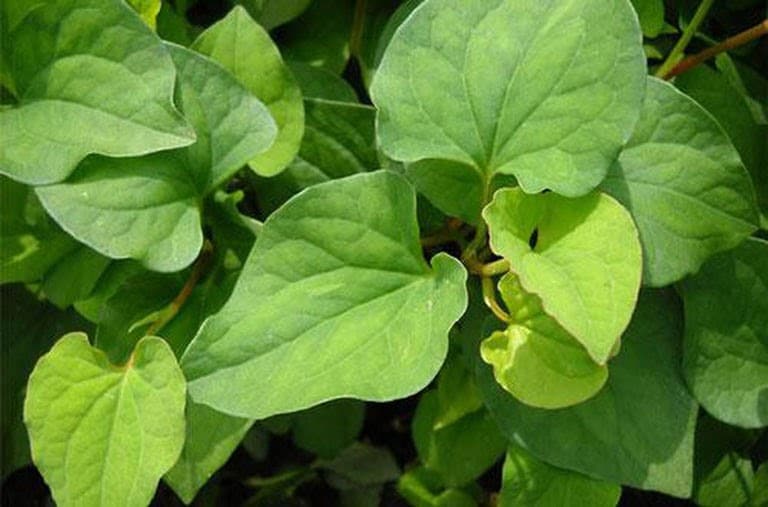 Những tác dụng tuyệt vời của rau diếp cá - 1