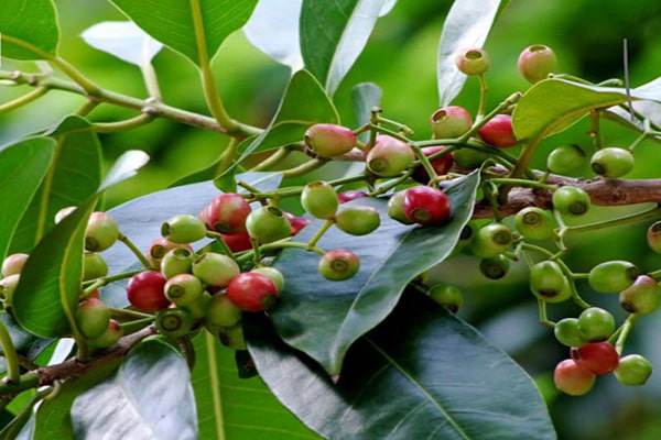 Tác dụng của lá vối, uống nước lá vối có giúp giảm cân không? - 1