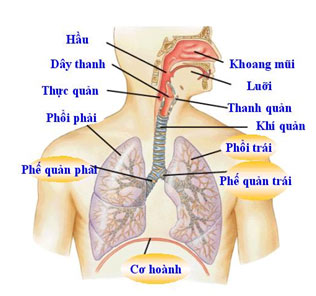 Ngừa chứng ho ban đêm