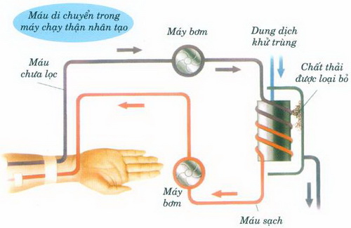 Chu trình lọc máu cho người chạy thận nhân tạo.