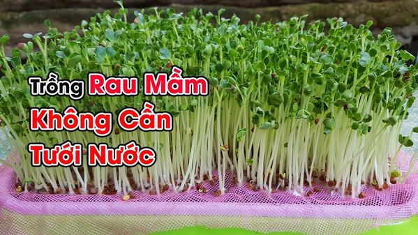 Trồng rau mầm bằng xơ dừa không gì dễ dàng hơn - Ảnh Youtube