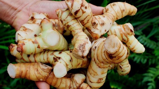 Mùa Đông này, hãy chăm sử dụng củ riềng