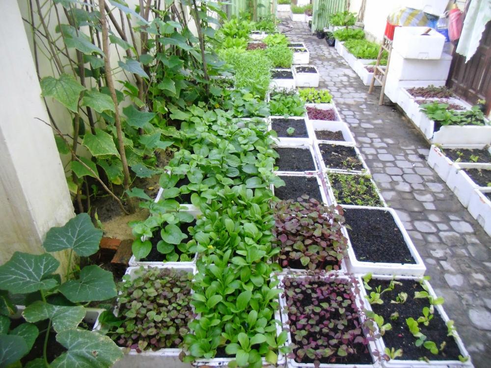 thiết kế vườn rau trên sân thượng bằng thùng xốp
