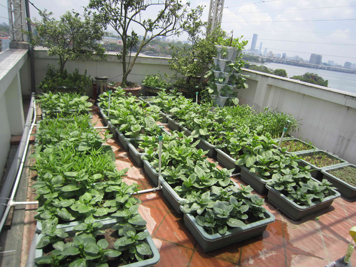 Thiết kế vườn rau trên sàn sân thượng