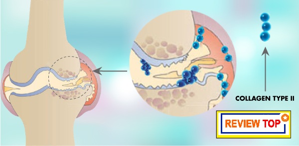 Tác dụng của Collagen Type 2