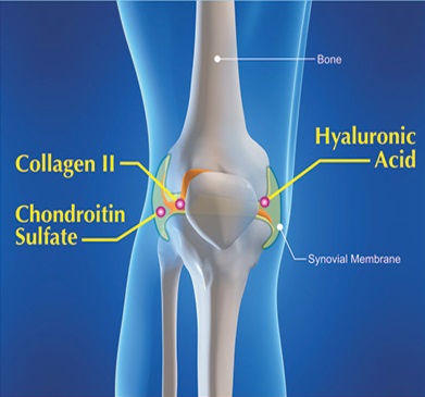 Collagen Type 2 là gì