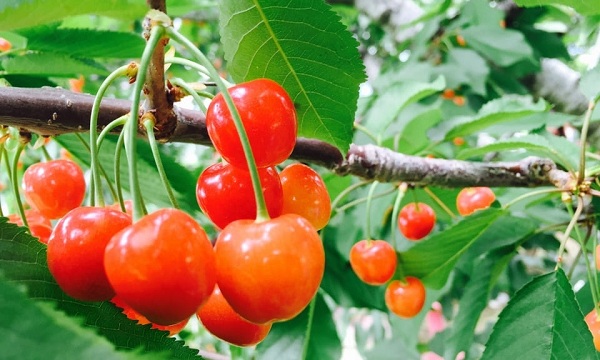 Thực phẩm chống ung thư cổ tử cung