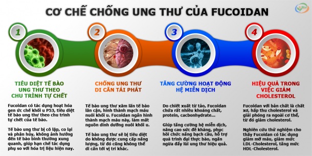 cơ chế tác dụng của fucoidan giúp phòng chống ung thư