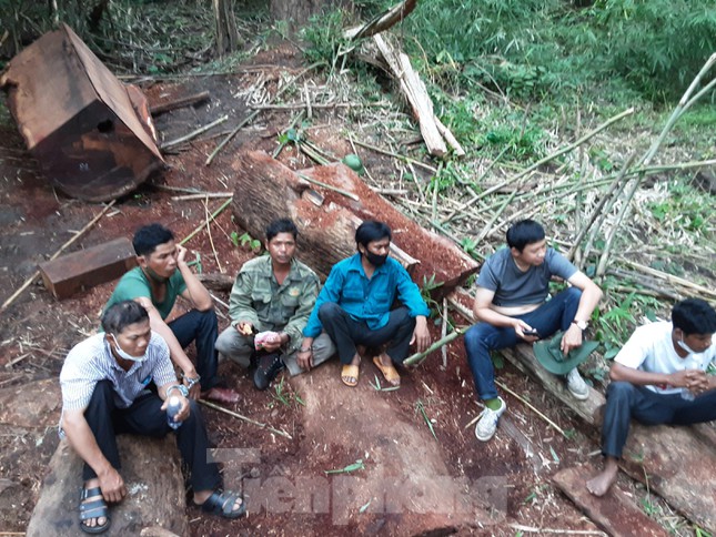 Cận cảnh khám nghiệm hiện trường vụ khai thác gỗ giáng hương ở Vườn Quốc gia Yok Đôn ảnh 6