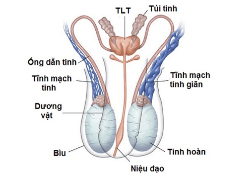 Bệnh giãn tĩnh mạch tinh hoàn là gì?