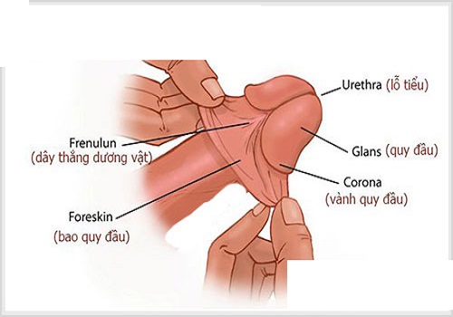 Cách tự lột bao quy đầu bằng tay tại nhà và một số lưu ý