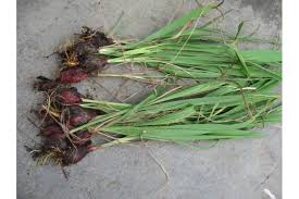 Sâm đại hành - Thuốc bổ huyết, trợ tiêu hóa