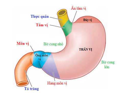 Khi dạ dày không khỏe