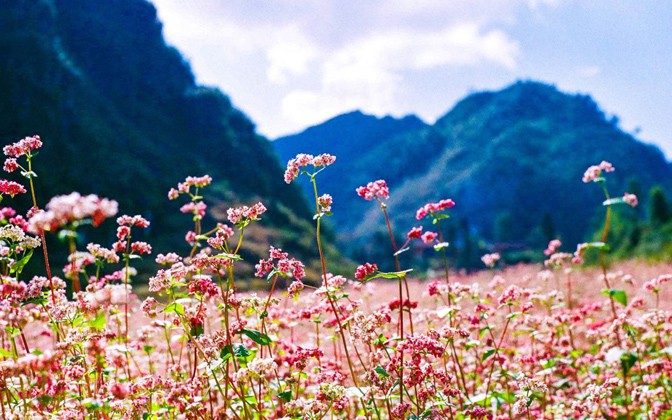 Tam giác mạch