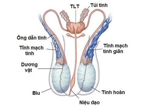 Bệnh tinh trùng yếu có chữa được không? Chuyên gia chia sẻ