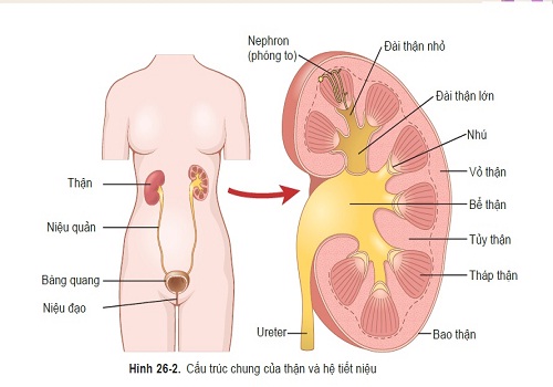 Các dấu hiệu bệnh viêm đường tiết niệu ở nữ giới