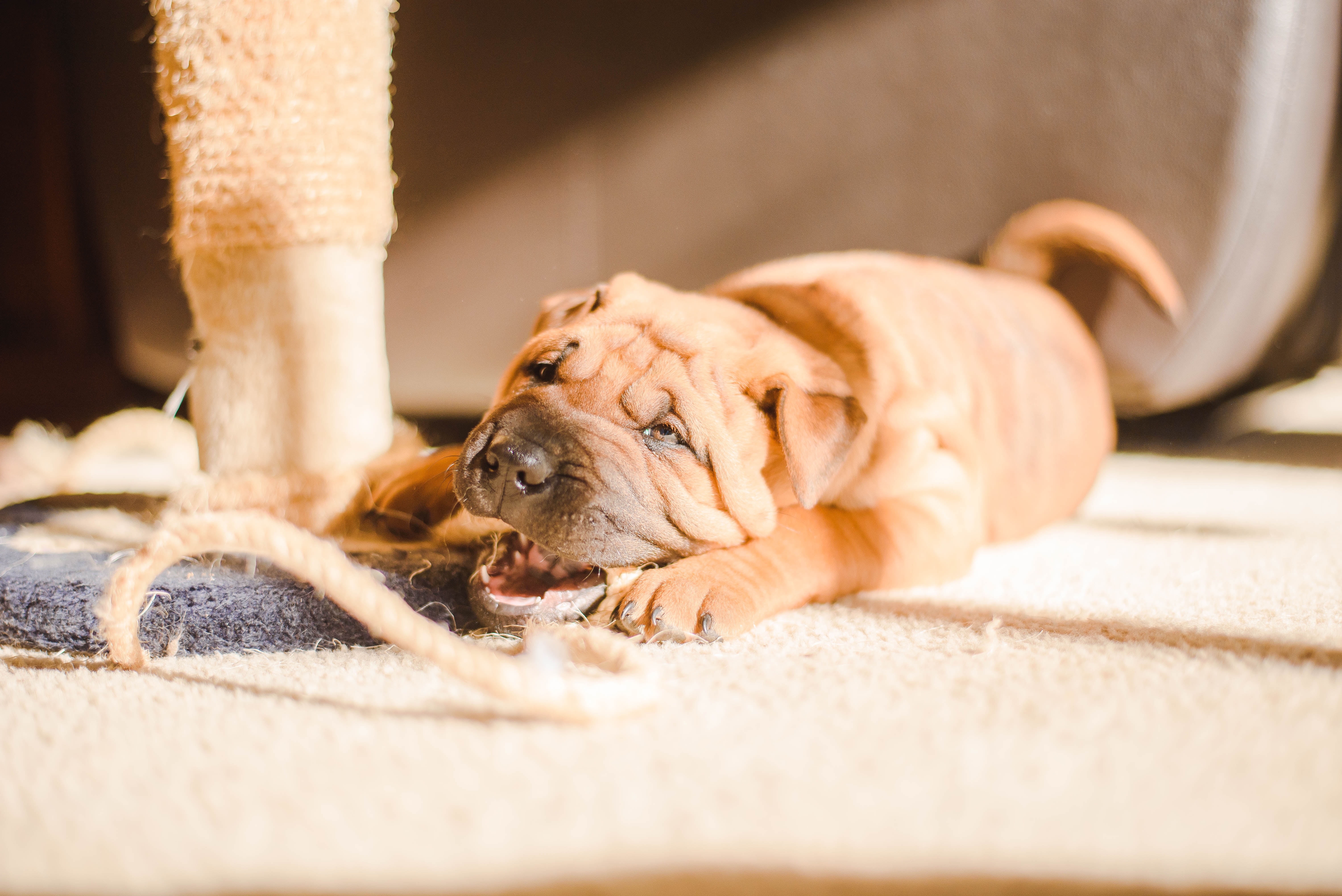 How to stop a dog from chewing?