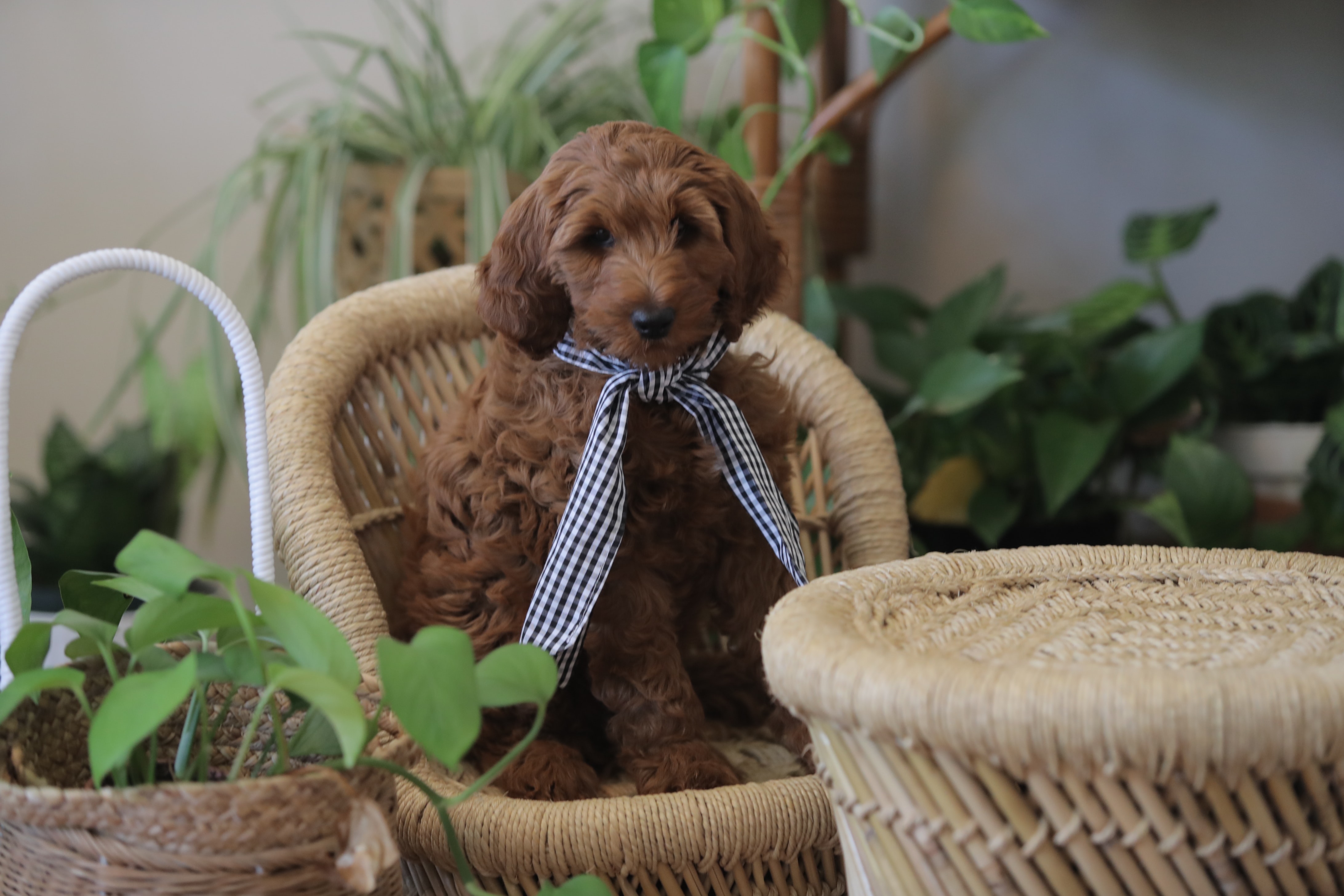 Deadly houseplants your dog should avoid