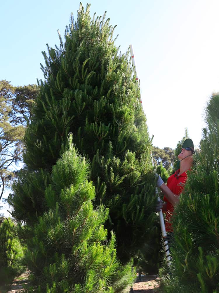 Home Dandenong Christmas Tree Farm