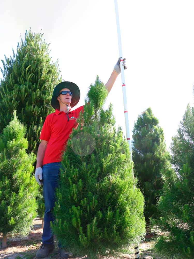 Home Dandenong Christmas Tree Farm