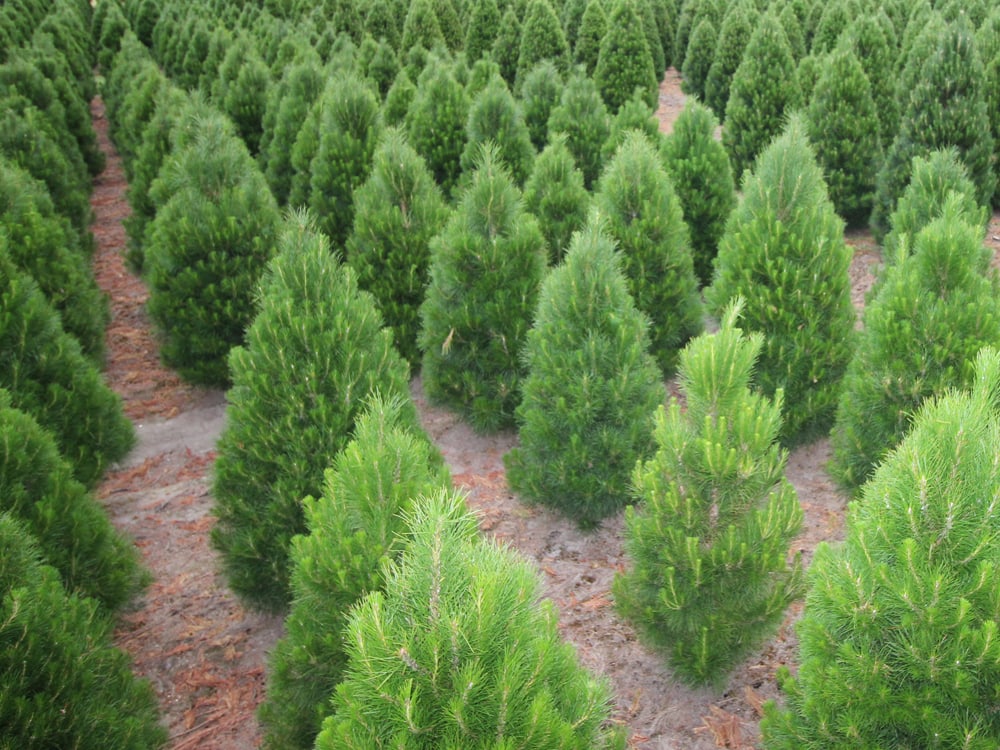 Home Dandenong Christmas Tree Farm