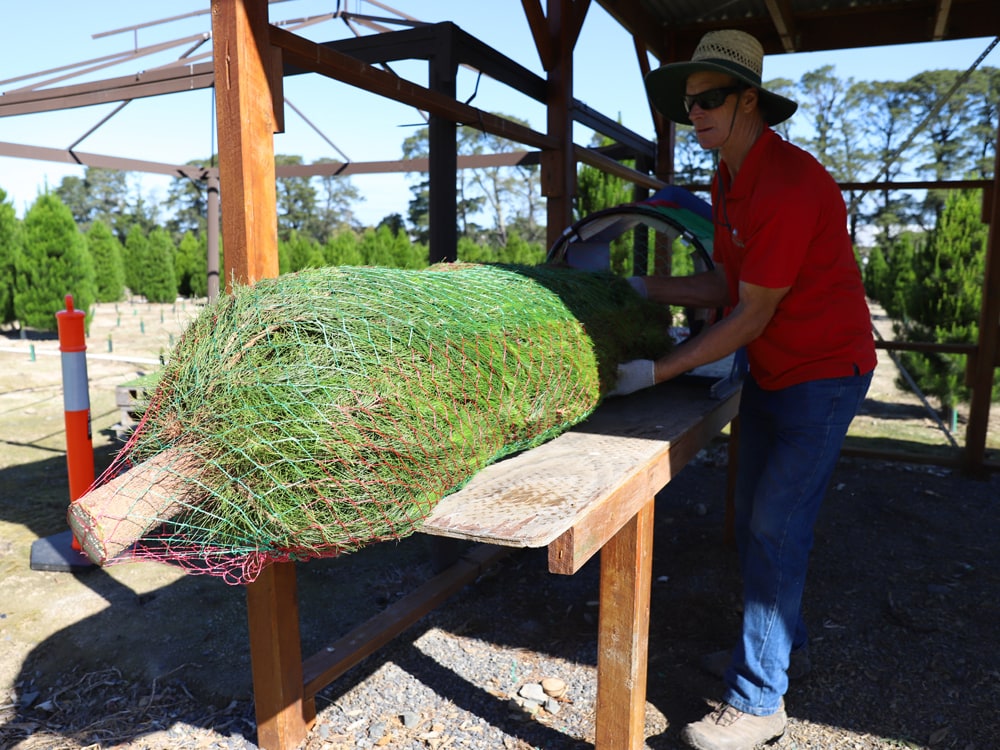 Prices Dandenong Christmas Tree Farm