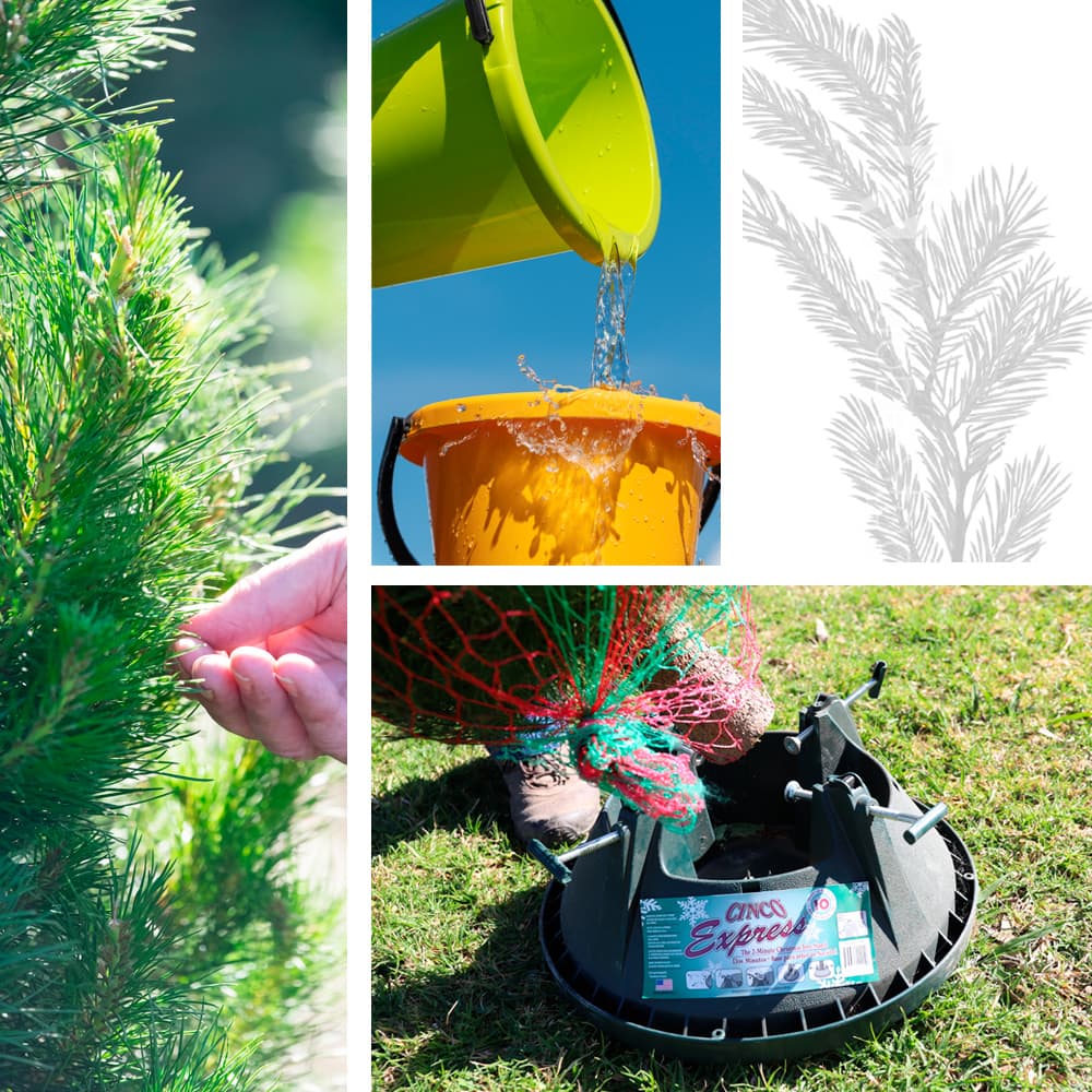 Home Dandenong Christmas Tree Farm