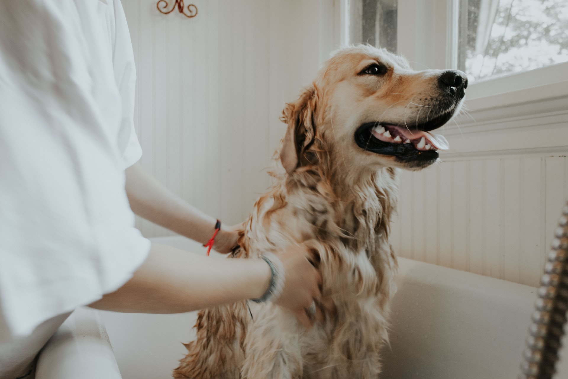 Issue #21: Betting on the $99b pet industry and the market leader in audio and video production software 🎥