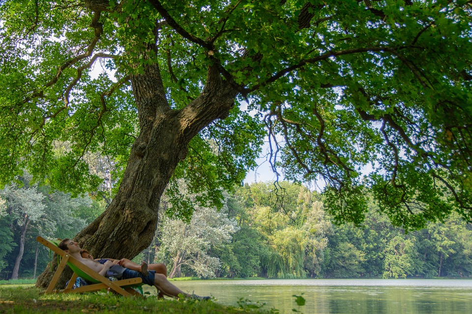 Chaise longue sous un arbre