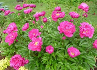 Paeonia Karl Rosenfield jardin fleurs faciles 1