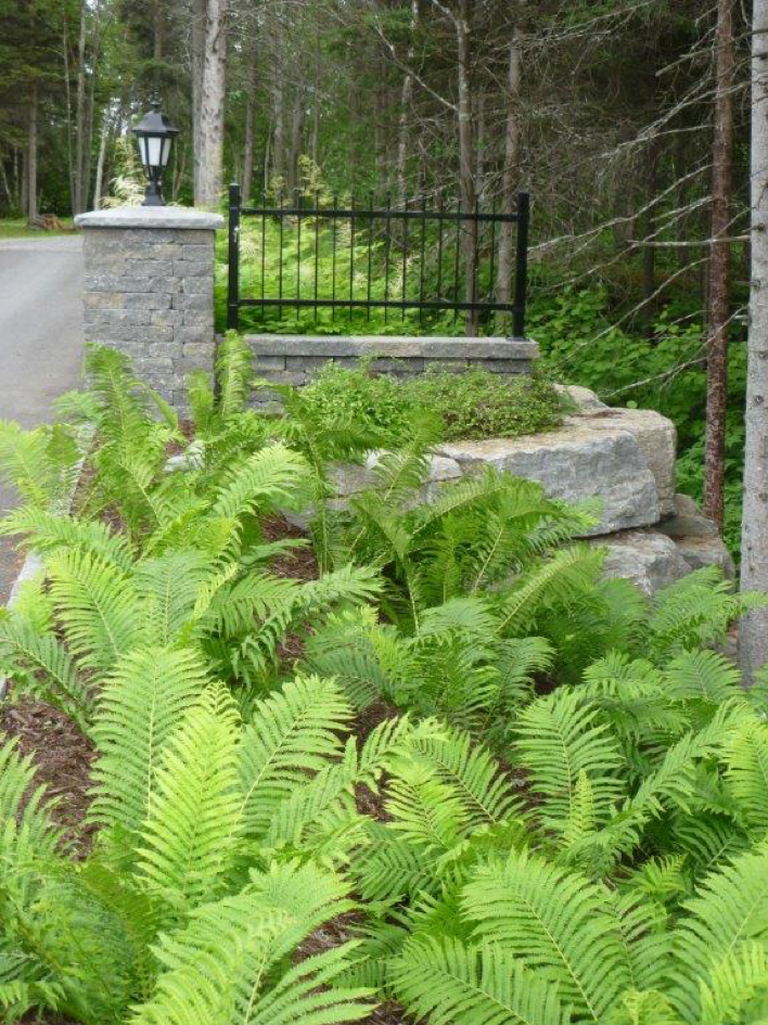Matteucia en massif (fougères) fleurs faciles au jardin