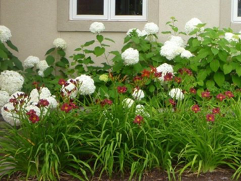 Hydrangea annabelle et Hemerocallis Pardon Me fleur facile au jardin