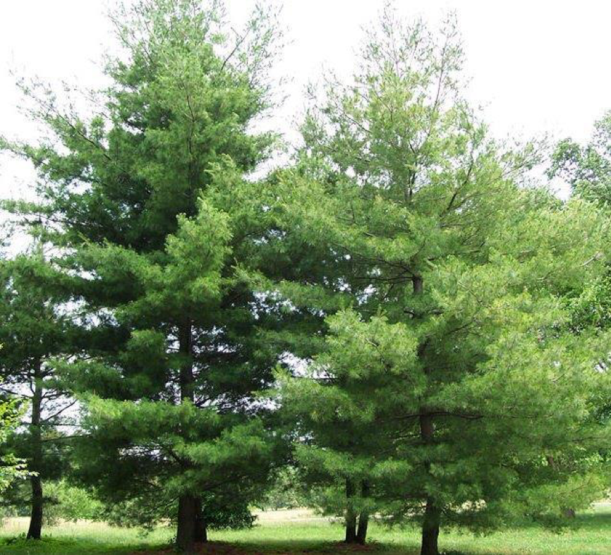 Pinus strobus (ou pin blanc) arbres faciles en aménagement paysager