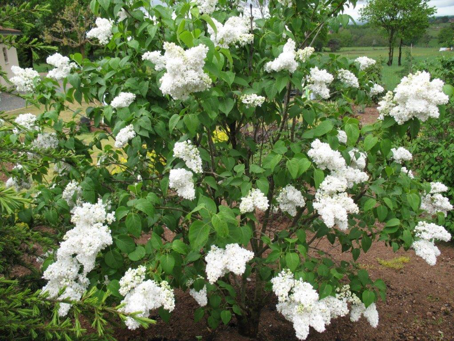Syringa vulgaris Mme Lemoine fleurs faciles au jardin
