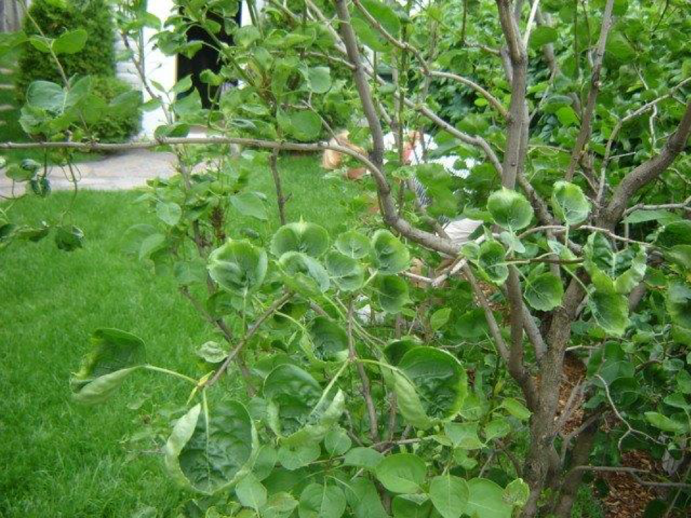 Dicamba sur lilas maladie plante au jardin