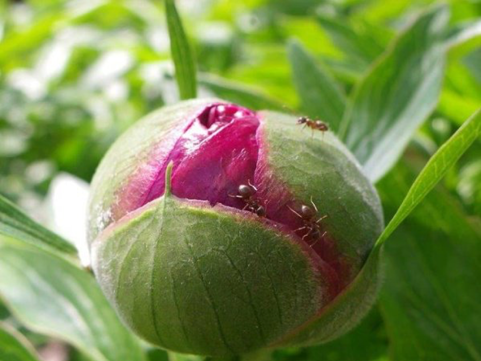 Fourmis sur un bouton de pivoine jardin aménagement
