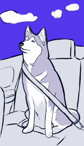 Husky no carro