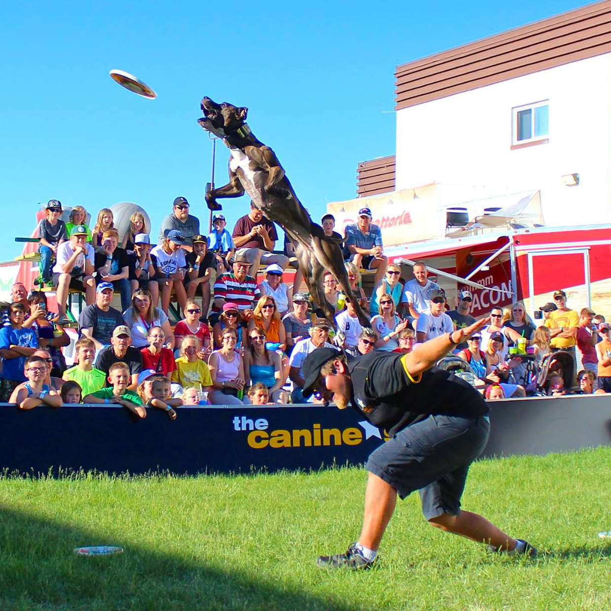 The Canine Stars Stunt Dog Show featuring rescued dogs entertaining with freestyle disc, dancing dogs, and other dog tricks.