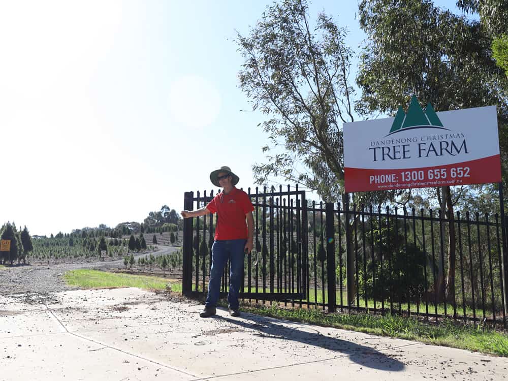 FAQs Dandenong Christmas Tree Farm