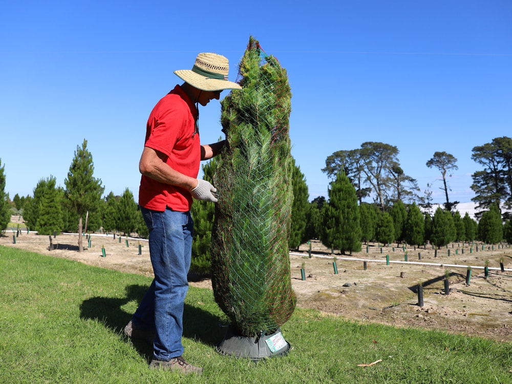 How to choose the perfect tree? Dandenong Christmas Tree Farm