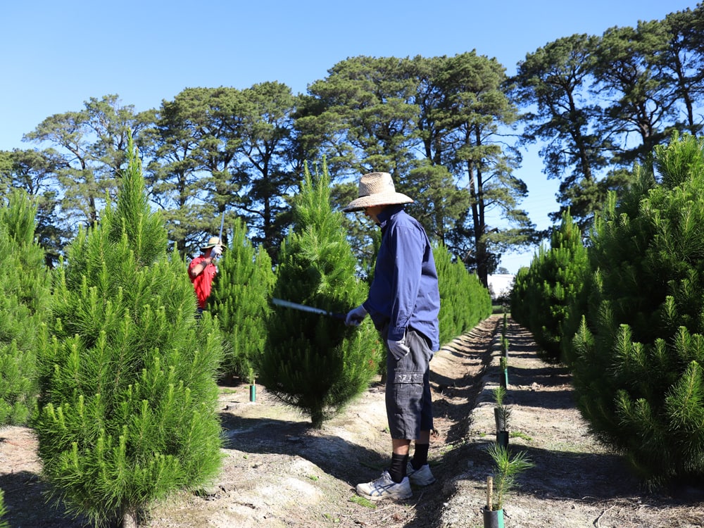 How we shape your perfect tree? Dandenong Christmas Tree Farm