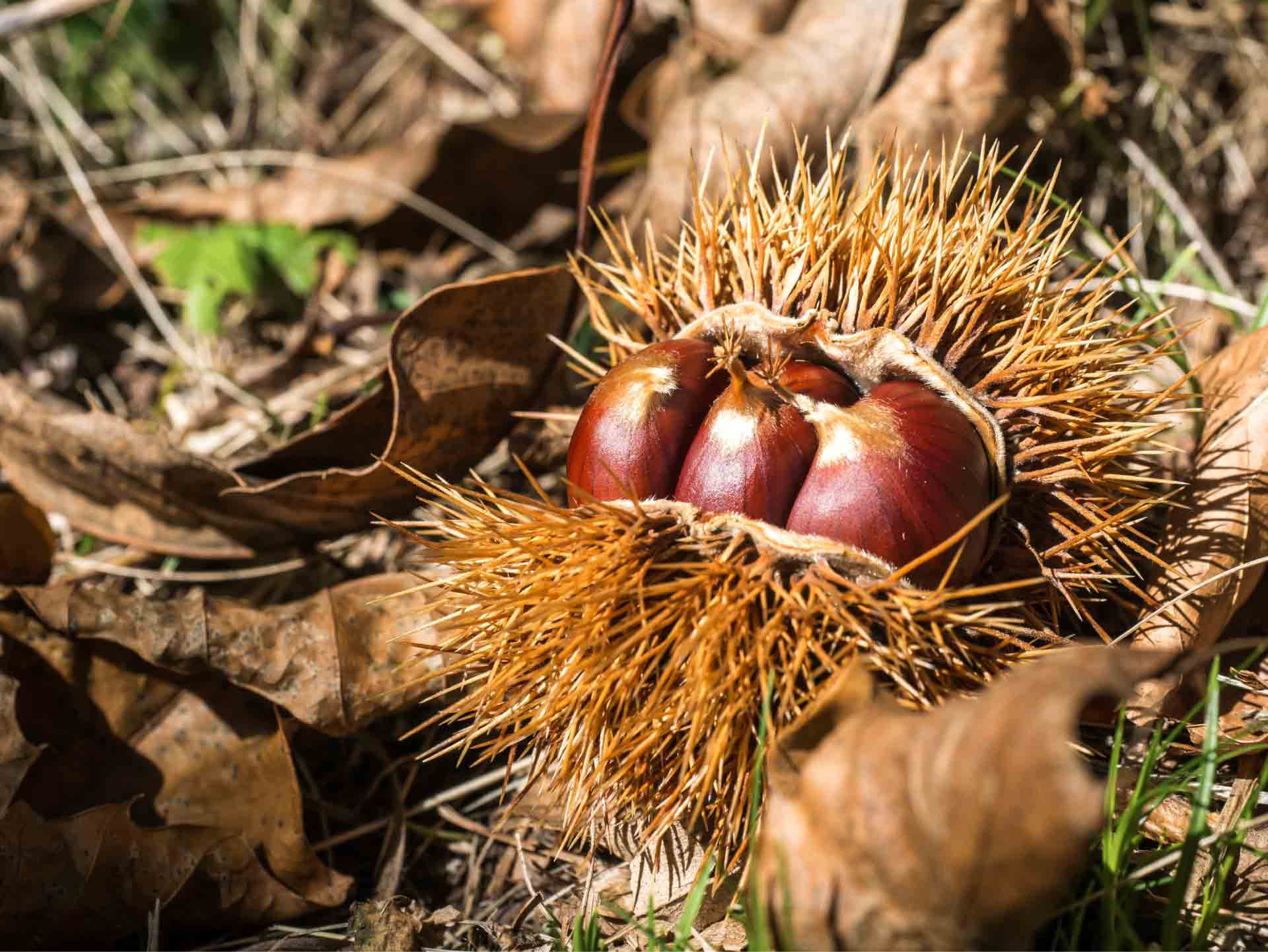 Foto ad un riccio trovato durante un raccolto da Il Castagnaio in uno dei loro boschi dell'Appennino Modenese