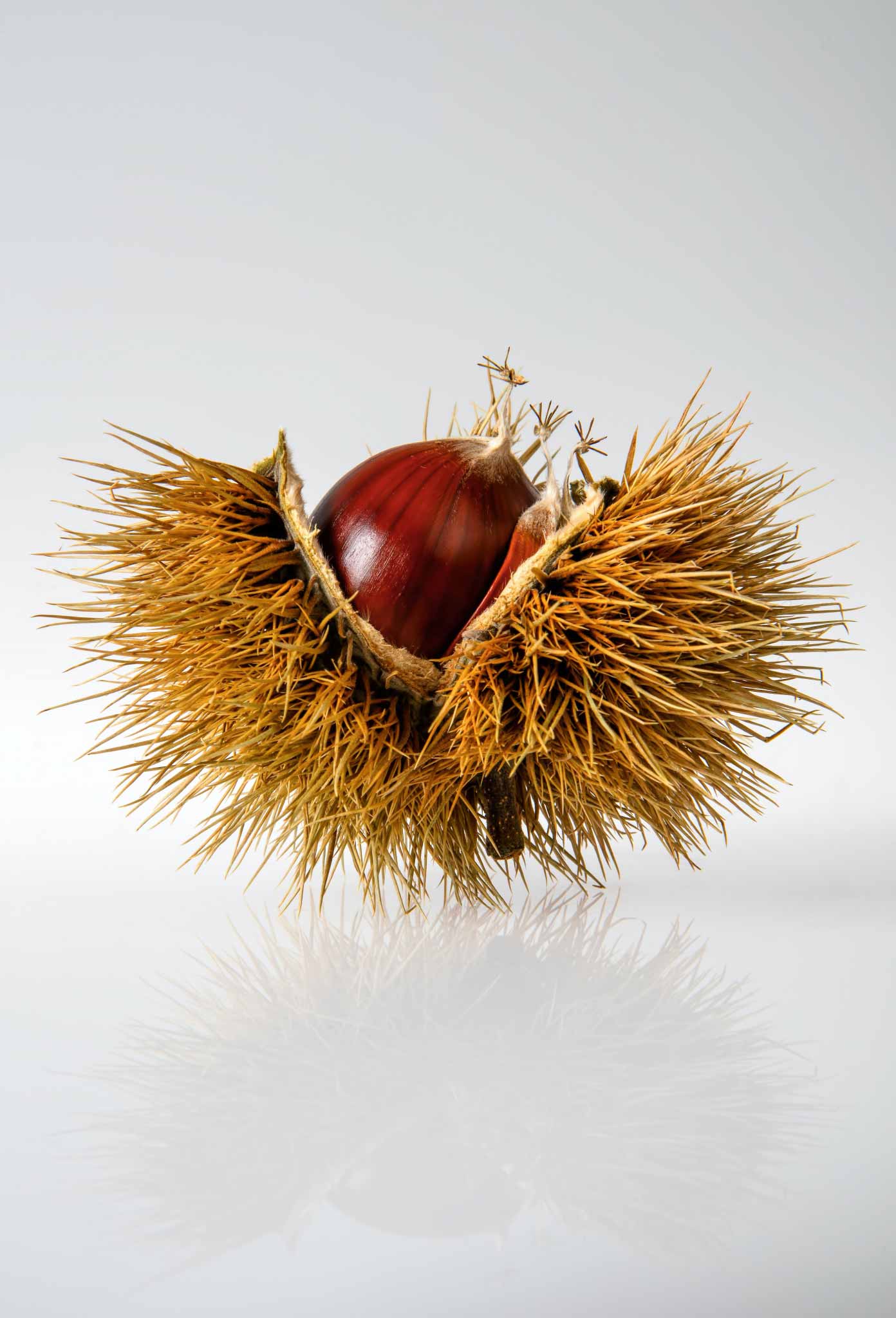 Immagine di profilo di un riccio raccolto in un castagneto dell'Appennino Modenese dal team de Il Castagnaio