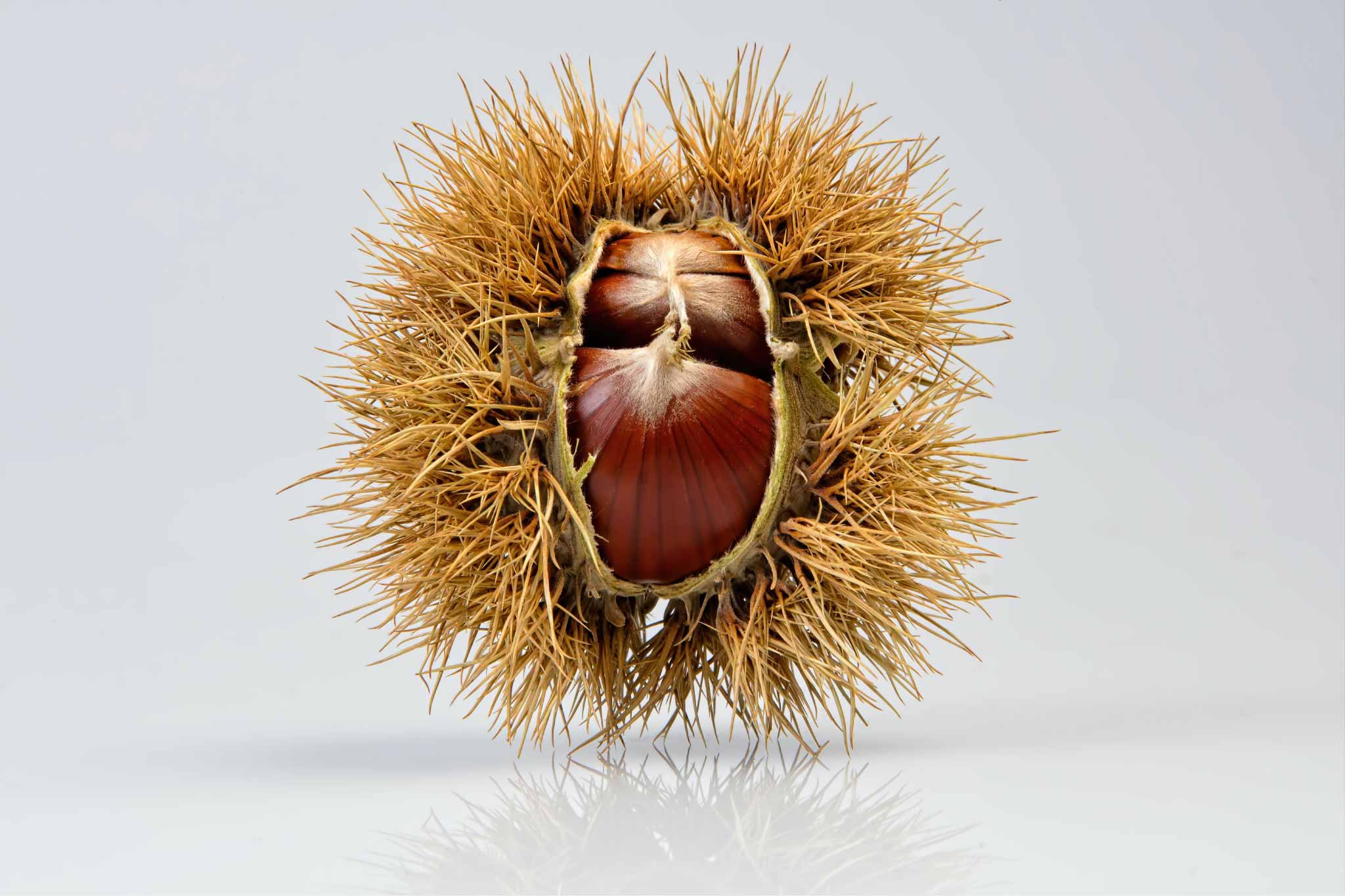 Immagine di sfondo di un riccio raccolto in un castagneto dell'Appennino Modenese dal team de Il Castagnaio