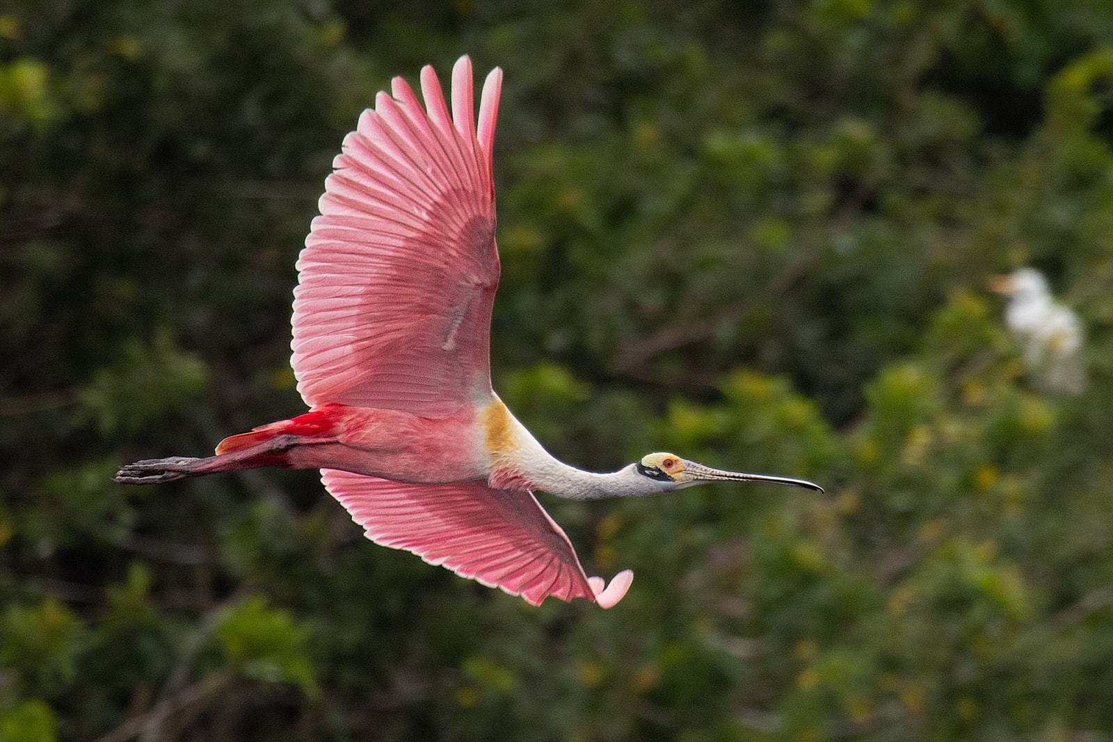 Stick Marsh Fellsmere, FL