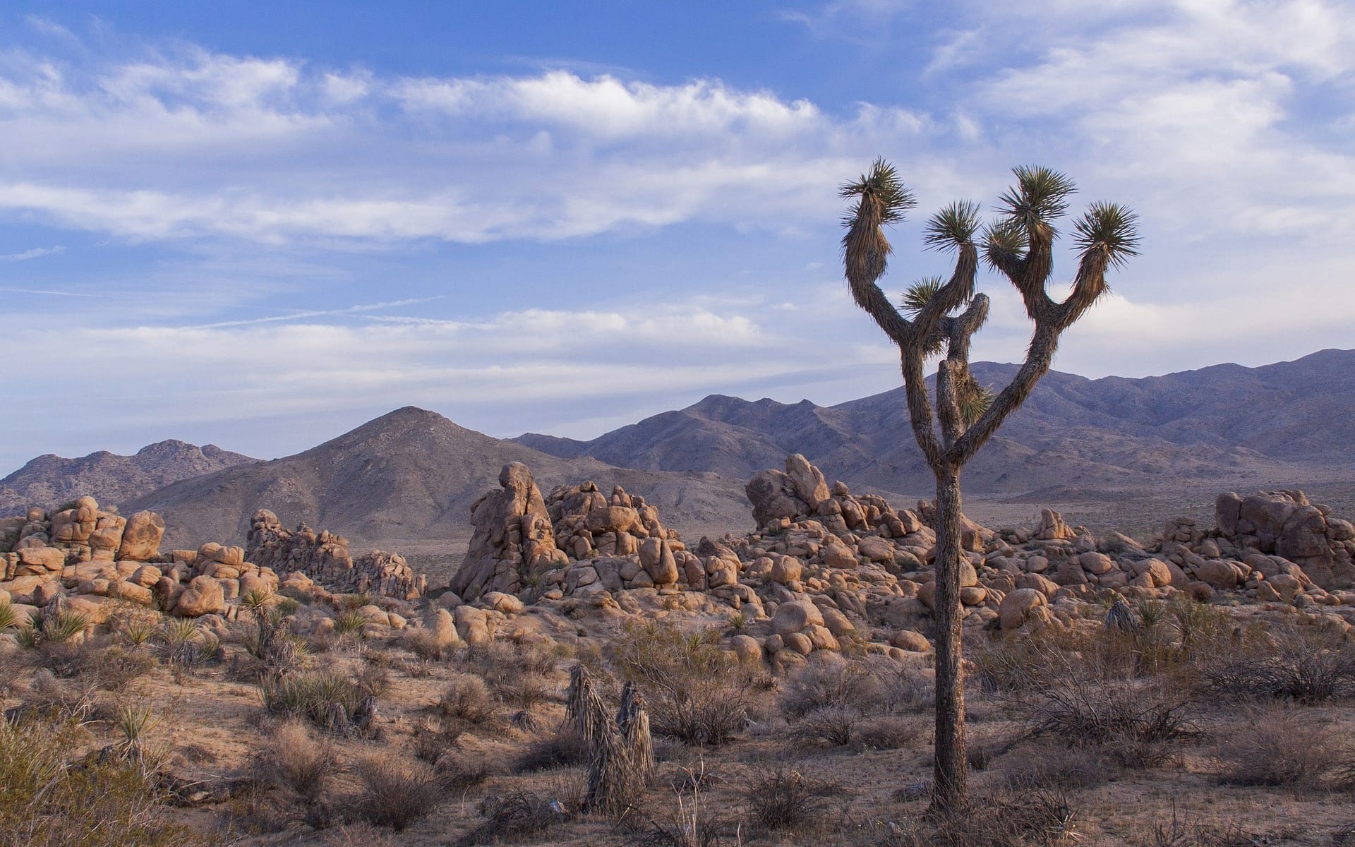 Joshua Tree, CA, USA.