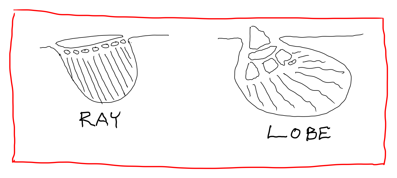 Variations of fin evolutions